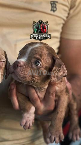 Micro American Bully