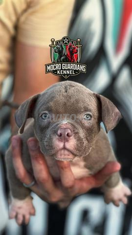 Micro American Bully