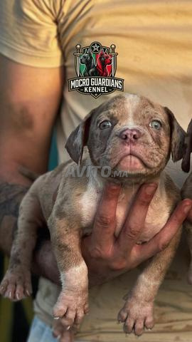 Micro American Bully