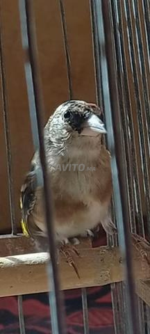 قرع مقنين في صحة جيدة