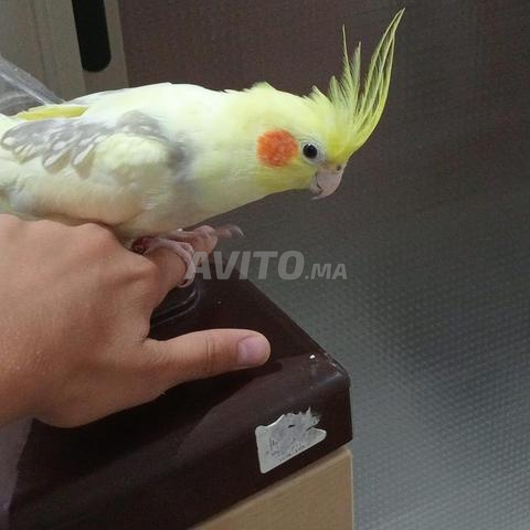Cockatiel femelle à vendre avec sa cage et sa nourriture - 2