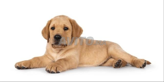Labrador mâle - 2