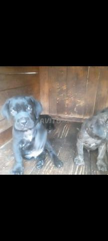 Femelle canecorso 1an et 4mois avec 3chiots - 2