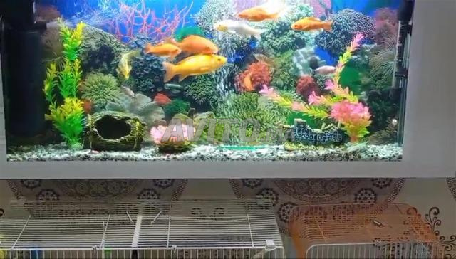حوض أسماك زينة 🐟 - 2