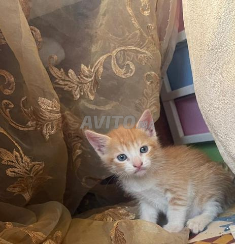 Deux petits chatons cherchent une famille 🐾 - 2