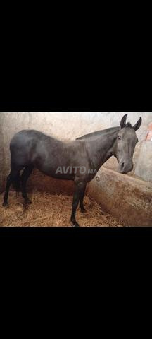 شرطي عربي لحية عمره 30 شهرًا - 2