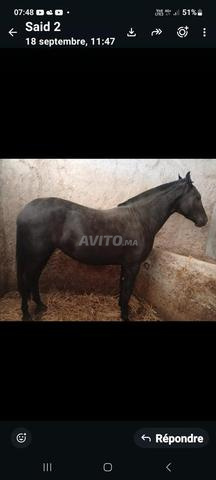 Poulain de 30 mois