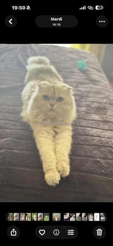 ذكر سكوتش ستريت هايلاند للبيع - 2