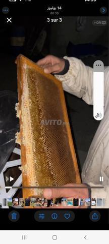 عسل حر من جبال خنيفرة - 2