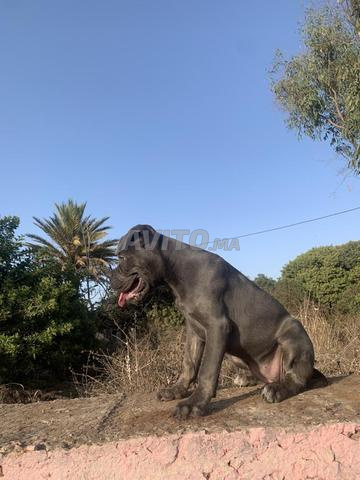 Femelle Cane Corso - 2