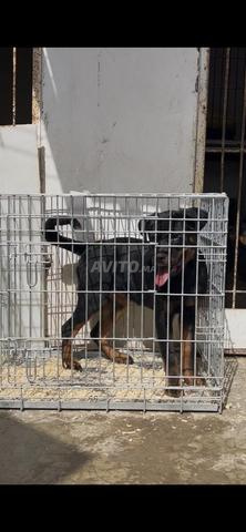Rottweiler pedigree - 2