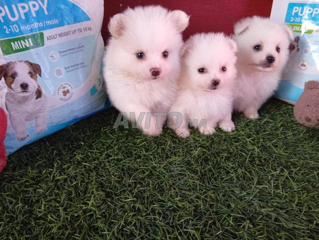 Spitz Pomeranian 45 jours - 2