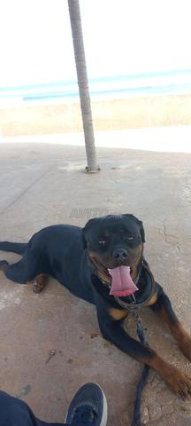 FEMELLE ROTTWEILER A VENDRE - 2
