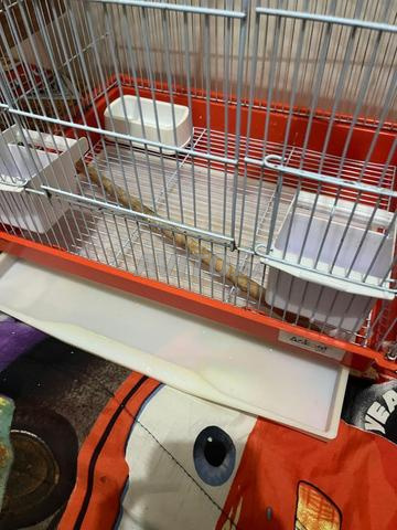 Cage à oiseaux complète avec nichoir extérieur en bois - 2