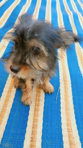 Petite chienne Yorkshire Terrier à vendre - 2000 MAD