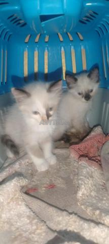 Chats siamois femelles âgés de 55 jours - 2