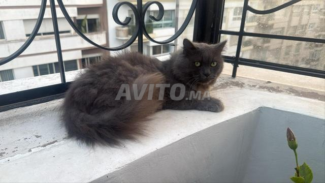 Chat Bleu Russe à vendre - 2