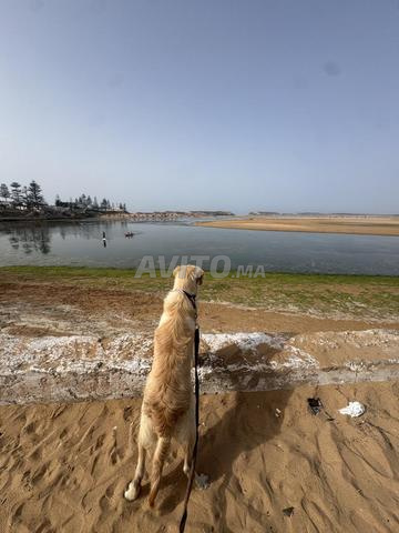 Golden Retriever - 2