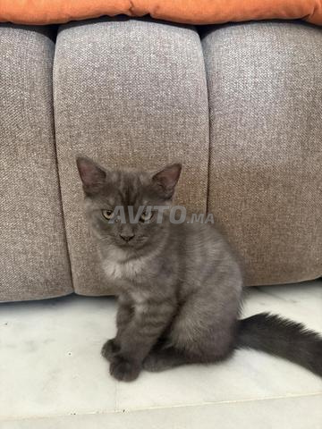 Chat British - 2