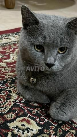 Chat Russian Blue - 2