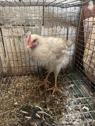 عين عودة قرب ملاعب ولاد زعير - 2
