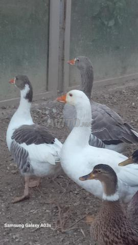 مجموعة أوز - 2