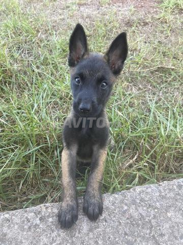 Chiens pour la garde et l'élevage - 2