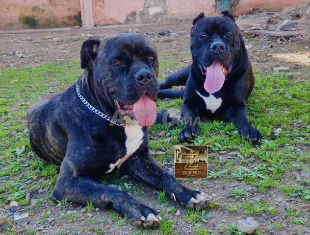 Cane corso Top - 2