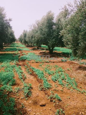 2500 m² pour 18 millions, titrée, enregistrée, Mhayat Meknes