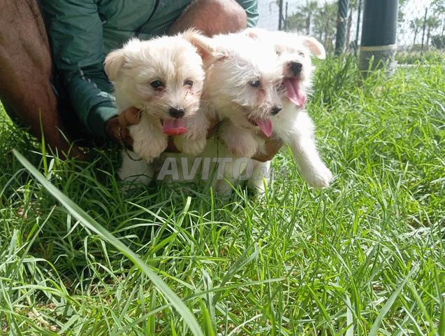 Chiots Bichon Maltais nain pure race - 2