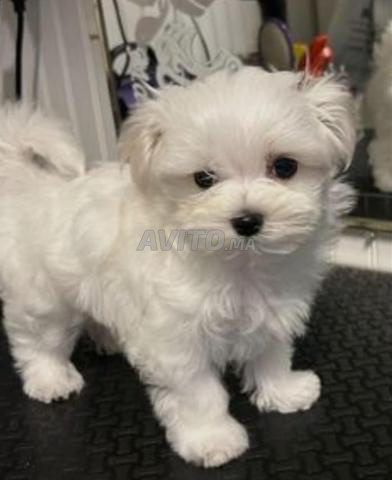 Bichon maltais nain petite taille - 2