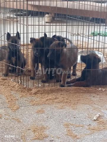 Malinois Charbonnier chiots à vendre - 2