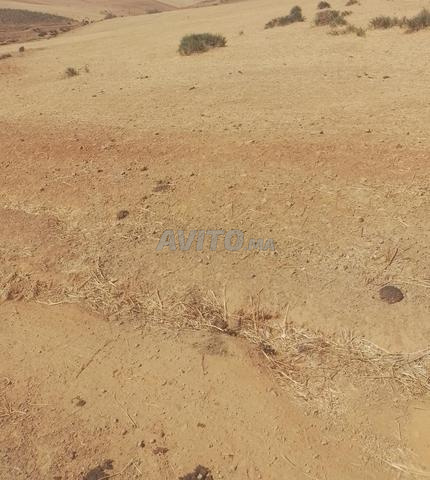 3 hectares et demi à Tiflet, 28 millions/hectare - 2