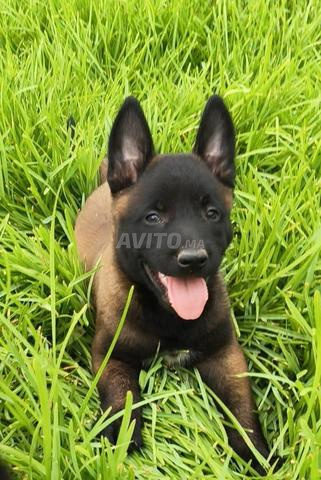 Chiens Malinois Charbonné à vendre. - 2