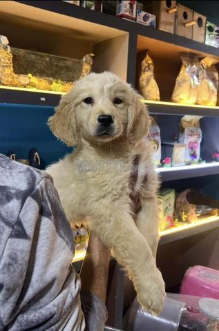 Golden Retriever - 2