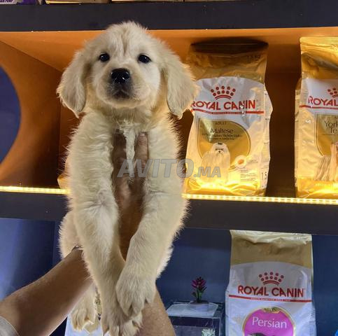 Golden Retriever