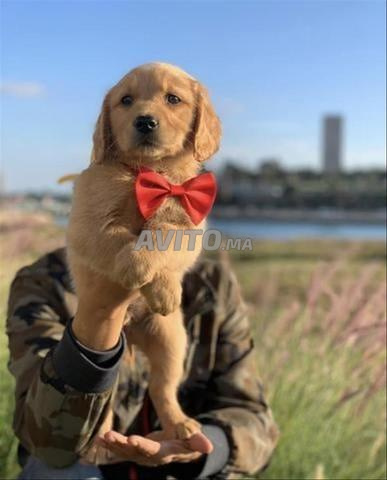 Golden Retriever - 2