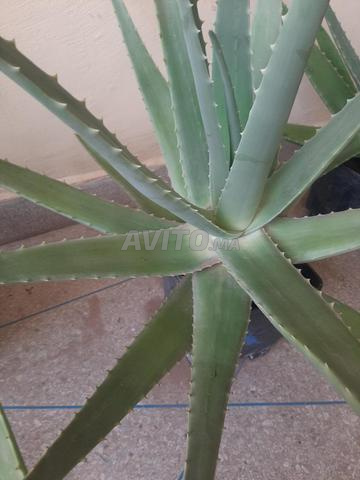 Aloès vera réel naturel grande taille type barbadensis