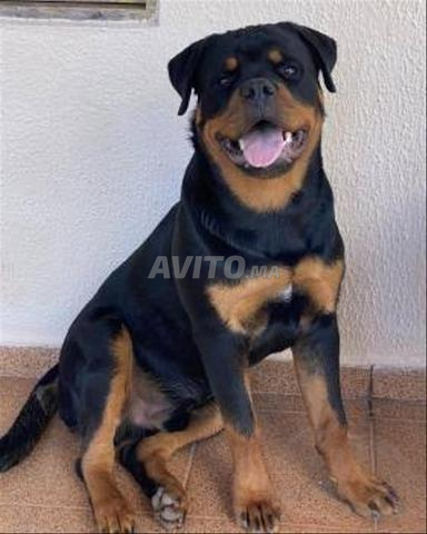 Rottweiler de pedigree 1 an - 2