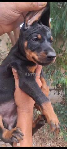 Chiot Dobermann pédigré - 2