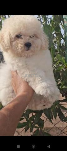 Chiot Bichon à vendre - 2