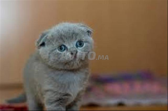 Chatons Scottish Fold - 2
