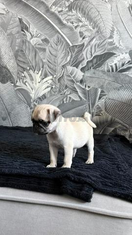 Carlin pédigré chiot - 2