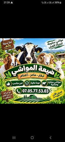 خروف صردي بمختلف الأحجام - 2