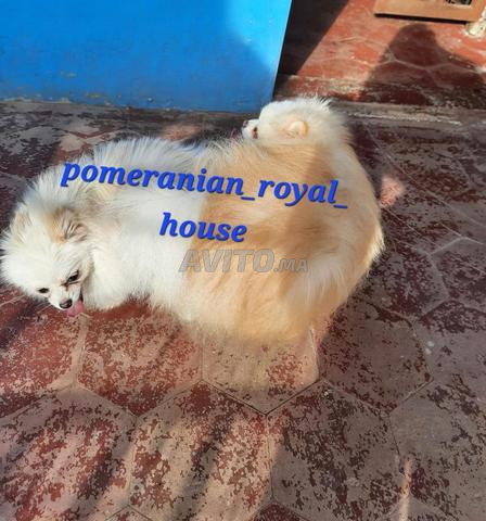 Spitz poméranien