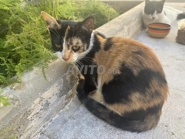 قطة للتبني معقمة ومطعمة