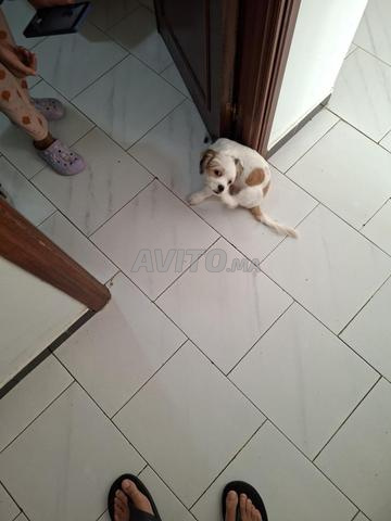 Bichon maltais de 3 mois - 2