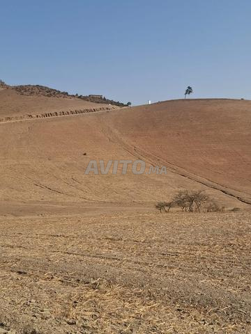 🌱 4 hectares près de Sidi Bennour - 2