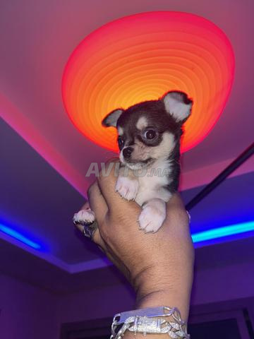 Chihuahua TOY blacktan - 2