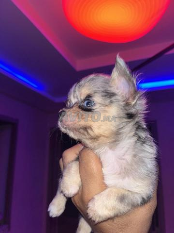 RARE chihuahua Merle - 2